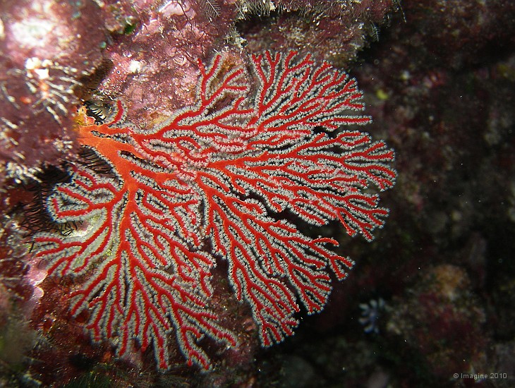 61- Gorgone rouge aux polypes epanouis - Recifs Kouare.JPG